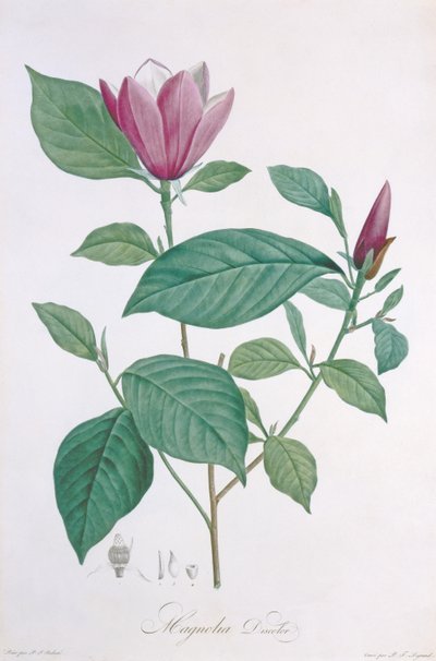 Magnolia discolor, vyryto Legrandem od Pierre Joseph Redouté